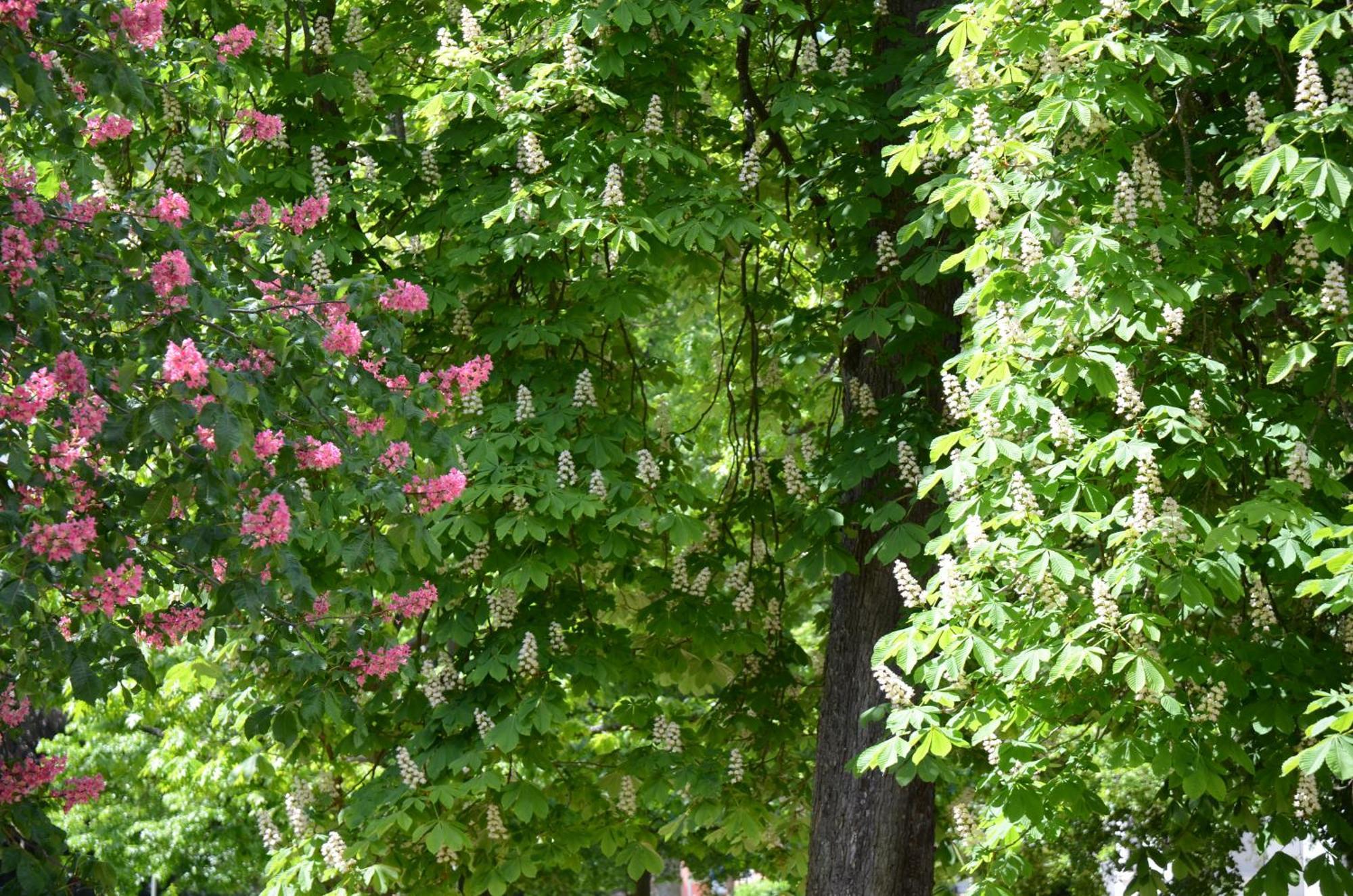 Appartement Am Oranienpark Im Kurviertel Bad Kreuznach Buitenkant foto
